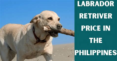 Labrador Retriever Dog Price In The Philippines [Updated April 2023].